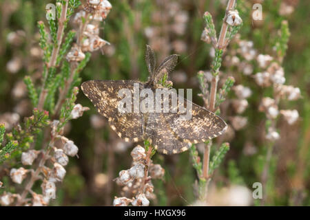 Gemeinsamen Heide Motte (Ematurga Atomaria) thront auf heather Stockfoto