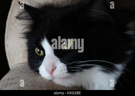 Liebenswert und schwarz Hauskatze Faulenzen auf eine gelbe Seide Stuhl. Die Katze hat große goldene Augen und langen, weißen Bart und sein wollen. Stockfoto