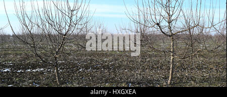 Junge mit Apfelbäumen. Anbau und Pflege von Obstgarten von Apfelbäumen. Stockfoto