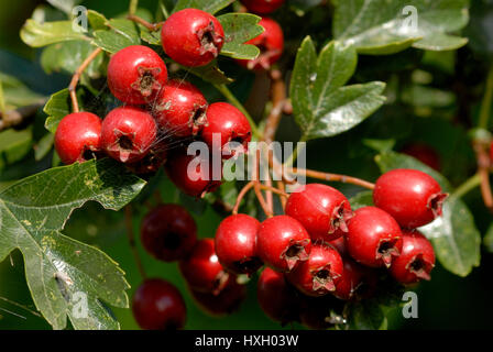 Ein Cluster von Weißdornbeeren reif (Crataegus monogyna Stockfoto