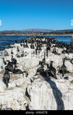 Viele schwarze Kormorane auf dem Pier in Monterey, Kalifornien Stockfoto