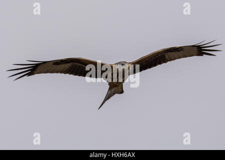 Rotmilan im Flug Milvus milvus Stockfoto
