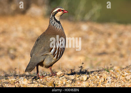 Französisch oder Rothuhn Stockfoto