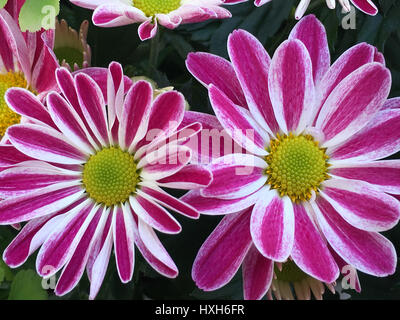 Chrysanthemen Stockfoto