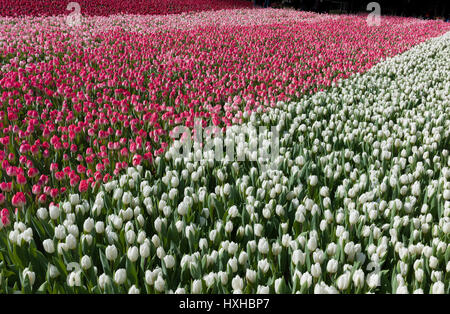 Field of multicolored tulips in park, The Netherlands Stockfoto