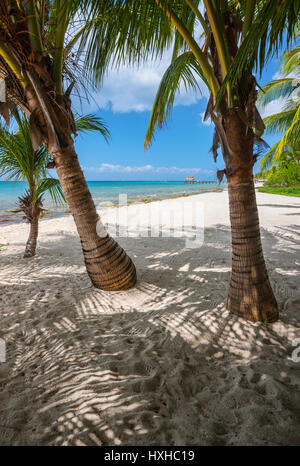 Palmen am Sandstrand auf der Insel Cozumel in Mexiko Stockfoto