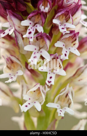 Orchideen Orchidee aka verbrannt-Tip (Neotinea Ustulata) verbrannt in voller Blüte im Lebensraum Wiese. Stockfoto