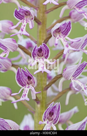 Orchis Militaris, die militärische Orchidee, close-up, eine schöne Art der Orchidee stammt aus Europa. Stockfoto