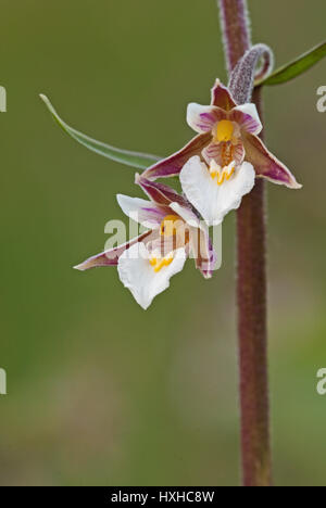 Marsh Helleborine (Epipactis Palustris) in voller Blüte. Eine Orchidee, die in den Feuchtgebieten im späten Frühjahr bis Frühsommer auftritt. Stockfoto