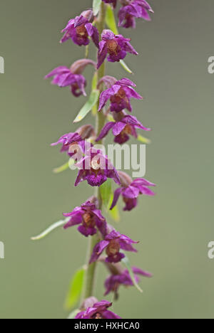 Dunkel-rot Helleborine oder Royal Helleborine (Epipactis Atrorubens) in voller Blüte. Stockfoto