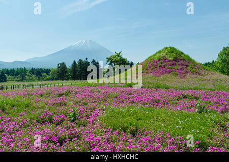 Fuji und rosa Moos im Mai um Japan, selektiven Fokus Unschärfe Vorder- Stockfoto