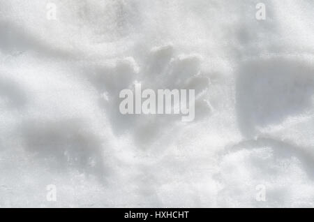 Menschliche Handabdrücke auf dem weißen Schnee Stockfoto