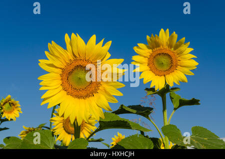 Nahaufnahme von Sonnenblumen und blauen Himmel am Morgen Stockfoto