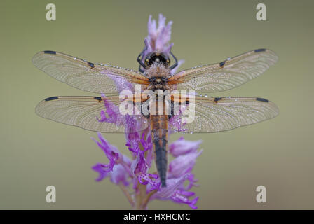 Vier-spotted Chaser (Libellula Quadrimaculata) ruht auf die lila Blüte eine militärische Orchidee (Orchis Militaris). Stockfoto
