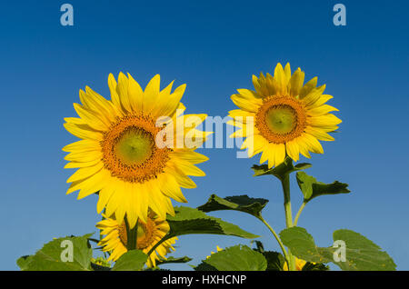Nahaufnahme von Sonnenblumen und blauen Himmel am Morgen Stockfoto