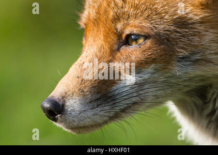 Extreme Nahaufnahme des Gesichts und der Mündung ein Rotfuchs (Vulpes Vulpes) Füchsin, Hastings, East Sussex, UK Stockfoto