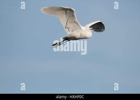 Ein Seidenreiher (Egretta Garzetta) im Flug gegen blauen Himmel, Rye Harbour Nature Reserve, East Sussex, UK Stockfoto