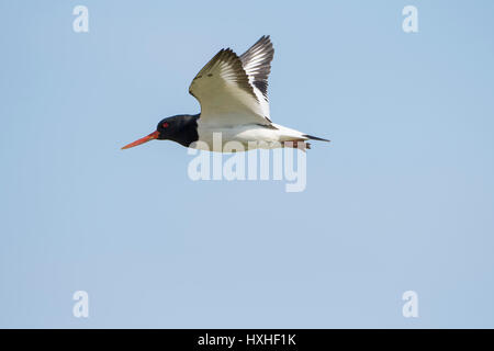 Eine eurasische Austernfischer (Haematopus Ostralegus) im Flug, Rye harbour, Naturschutzgebiet, East Sussex, UK Stockfoto