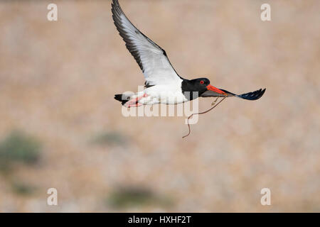 Eine eurasische Austernfischer (Haematopus Ostralegus) im Flug mit Nahrung im Schnabel, Roggen Hafen Nature Reserve, East Sussex, UK Stockfoto