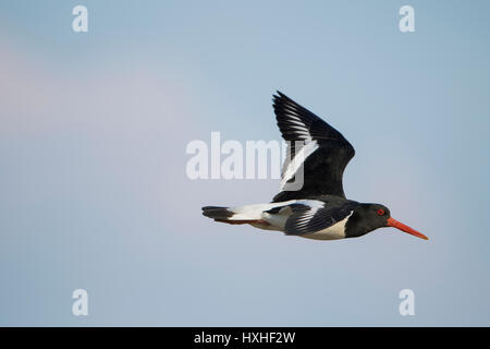 Eine eurasische Austernfischer (Haematopus Ostralegus) im Flug, Rye harbour, Naturschutzgebiet, East Sussex, UK Stockfoto