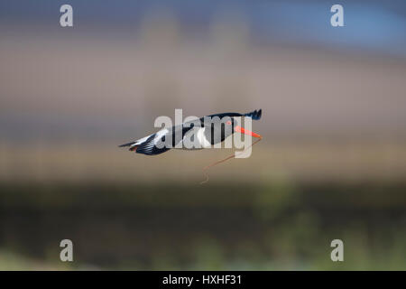 Eine eurasische Austernfischer (Haematopus Ostralegus) im Flug mit Nahrung im Schnabel, Roggen Hafen Nature Reserve, East Sussex, UK Stockfoto