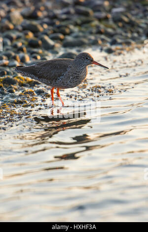 Eine gemeinsame Rotschenkel (Tringa Totanus) auf der Suche nach Nahrung am Rand des Wassers in der Morgensonne, Roggen Hafen Naturschutzgebiet, East Sussex, UK Stockfoto