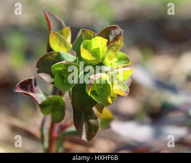 Die ungewöhnliche grüne Blüten der Euphorbia Amygdaloides Purpurea, auch bekannt als lila Holz Wolfsmilch, inmitten der Natur im Freien. Stockfoto