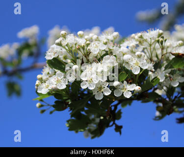 Die schöne weiße Blüte Crataegus Monogyna besser bekannt als gemeinsame Weißdorn oder schnelle Dorn, vor dem Hintergrund des blauen Himmels. Stockfoto