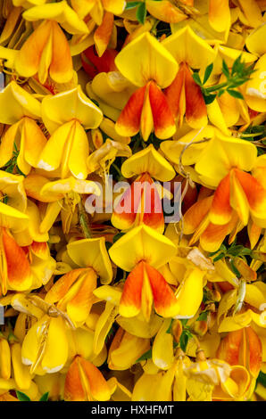 Hintergrund Blumen - gemeinsame Shaggy Pea - Oxylobium Ellipticum - eine Gattung von Blütenpflanzen in der Familie Fabaceae Stockfoto