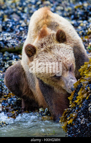 Grizzly Bear Foarging entlang niedrige Tideline im Knight Inlet, British Columbia, Kanada. Ursus arctos Stockfoto