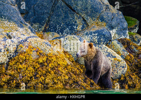 Grizzly Bear Foarging entlang niedrige Tideline im Knight Inlet, British Columbia, Kanada. Ursus arctos Stockfoto