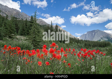 Pinsel-Blüten, Kananaskis, Alberta, Kanada Stockfoto