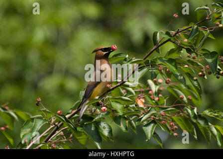 Eine Zeder (Waxwing Bombycilla cedrorum) in einem Serviceberry Baum gehockt. Stockfoto