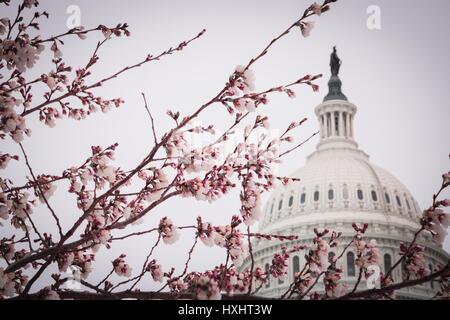 Frühling auf dem Capitol Hill Stockfoto