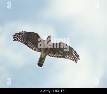 Rot-geschultert Hawk im Flug Stockfoto