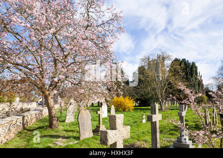 Frühling auf dem Kirchhof von St. Marys Kirche in der Cotswold Stadt Fairford, Gloucestershire UK Stockfoto