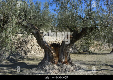 Olivenbaum, Olea Europaea, in einem terrassenförmig angelegten Obstgarten in der Nähe von Quatretondeta, Spanien Stockfoto