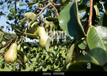 Birnen am Baum Stockfoto