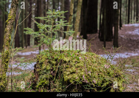 Neuen Lebenskonzept. Junge Kiefer wächst auf Baumstumpf im Wald Stockfoto
