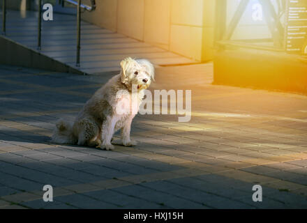 Schöne weiße trauriger Hund in Nahaufnahme fotografiert Stockfoto