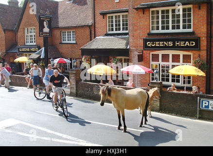 New Forest Pony im Dorf Burley, Hampshire, England Stockfoto