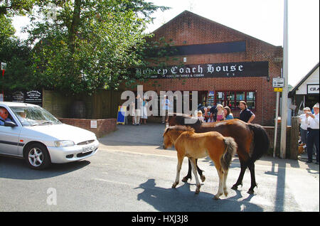 New Forest Ponys im Dorf Burley, Hampshire, England Stockfoto