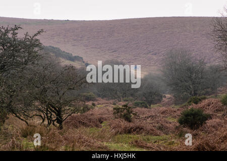 Wild campen auf Dartmoor Hügel. Zelt im remote-Standort zwischen Moretonhampstead und Postbridge im Nationalpark in Devon, England, UK Stockfoto