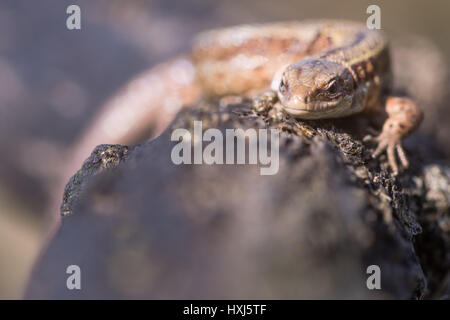 Vivipare Eidechse (Zootoca Vivipara) hautnah, verbrannten Ginster. Eidechse in der Familie Lacertidae Sonnenbaden auf AST auf Dartmoor, Devon, UK. Stockfoto
