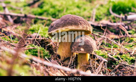 essbare Pilze Stockfoto