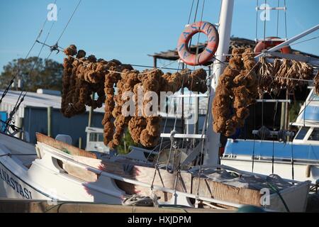 Tarpon Springs, Florida, USA. 22. Dezember 2015. Schwämme hängen auf einem Boot. Tarpon Springs hat den höchsten Anteil der griechischen Amerikaner für jede Stadt in den USA. 1905 John Cocoris führte die Technik des Schwammes Tauchen nach Tarpon Springs und rekrutiert, Taucher und Crew-Mitglieder aus Griechenland. Die Schwamm-Industrie wurde bald einer der führenden maritimen Industrien in Florida und das wichtigste Geschäft in Tarpon Springs, Generierung von Millionen von Dollar pro Jahr. Der Film 1953 unter der 12-Meilen-Zone Riff, Darstellung der Schwamm-Industrie findet und in Tarpon Springs gedreht wurde. (Kredit-Bild: © Ruarid Stockfoto