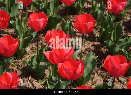 Srinagar, Kaschmir. 29. März 2017. Blick auf Tulpe Garten. Wie der Frühling in setzt und Blumen in voller Blüte stehen, ist für den 1. April das Tulpenfest bereit. Das Festival wird auf das Indira Gandhi Memorial Tulpe Garten, mit Blick auf den malerischen Dal Lake gehostet werden. Der Garten verfügt über mehr als 20 Lakh Tulpen 46 Sorten und seiner Eröffnung markiert den Beginn der Tourismussaison im Tal. Bildnachweis: Sofi Suhail/Alamy Live-Nachrichten Stockfoto