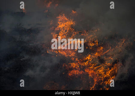 Heather brennt während einer Muirburn auf einer Heide Moor in der Nähe von Inverness. Muirburn ist kontrollierte Heather brennen und gilt als eine wichtiger Flächen-Management-Praxis. Stockfoto