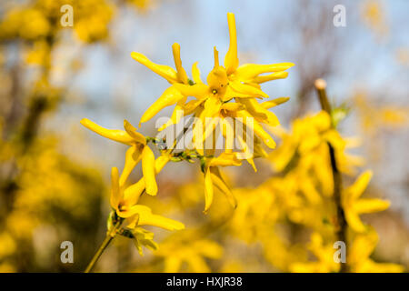 Frühling Strauch mit gelben Blüten Forsythien blühen an sehr sonnigen Tag Stockfoto