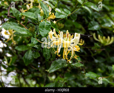 Geißblatt Breney gemein, Cornwall Stockfoto